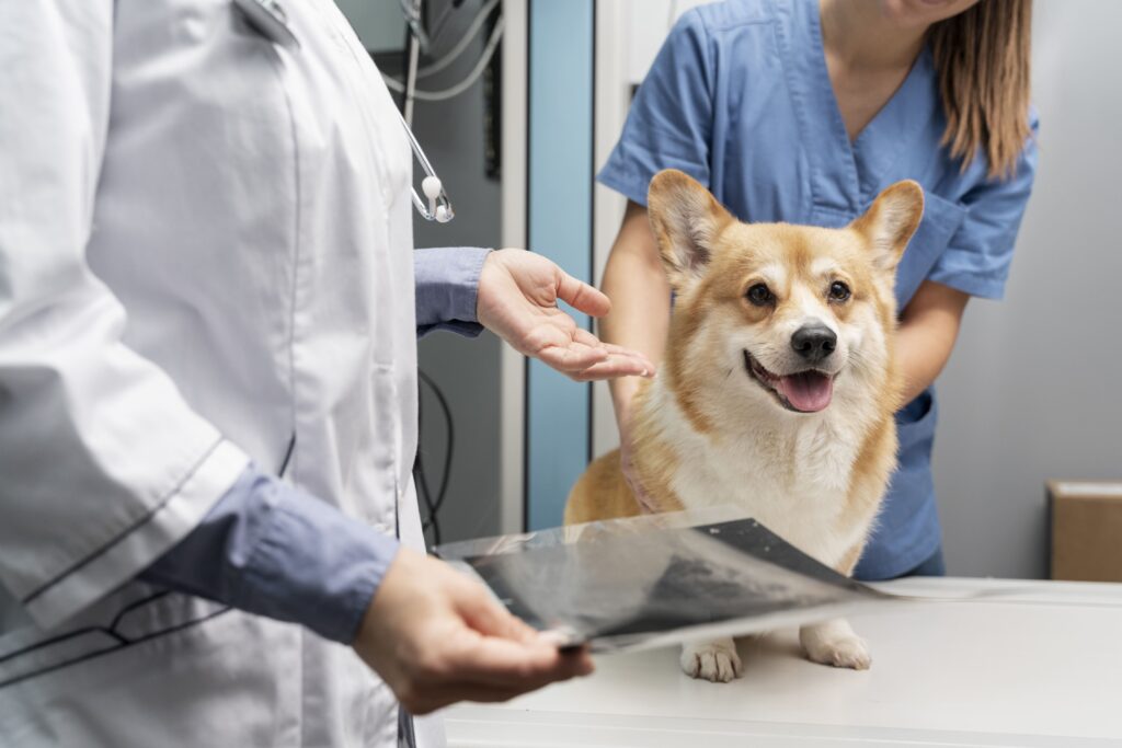 check-up veterinário